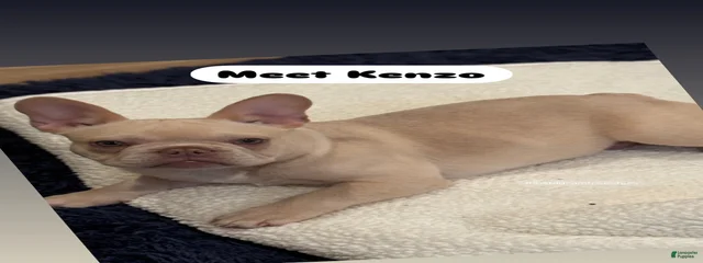 Kenzo 
