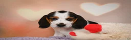 Beagle dogs for sale: OTIS - Ad 12