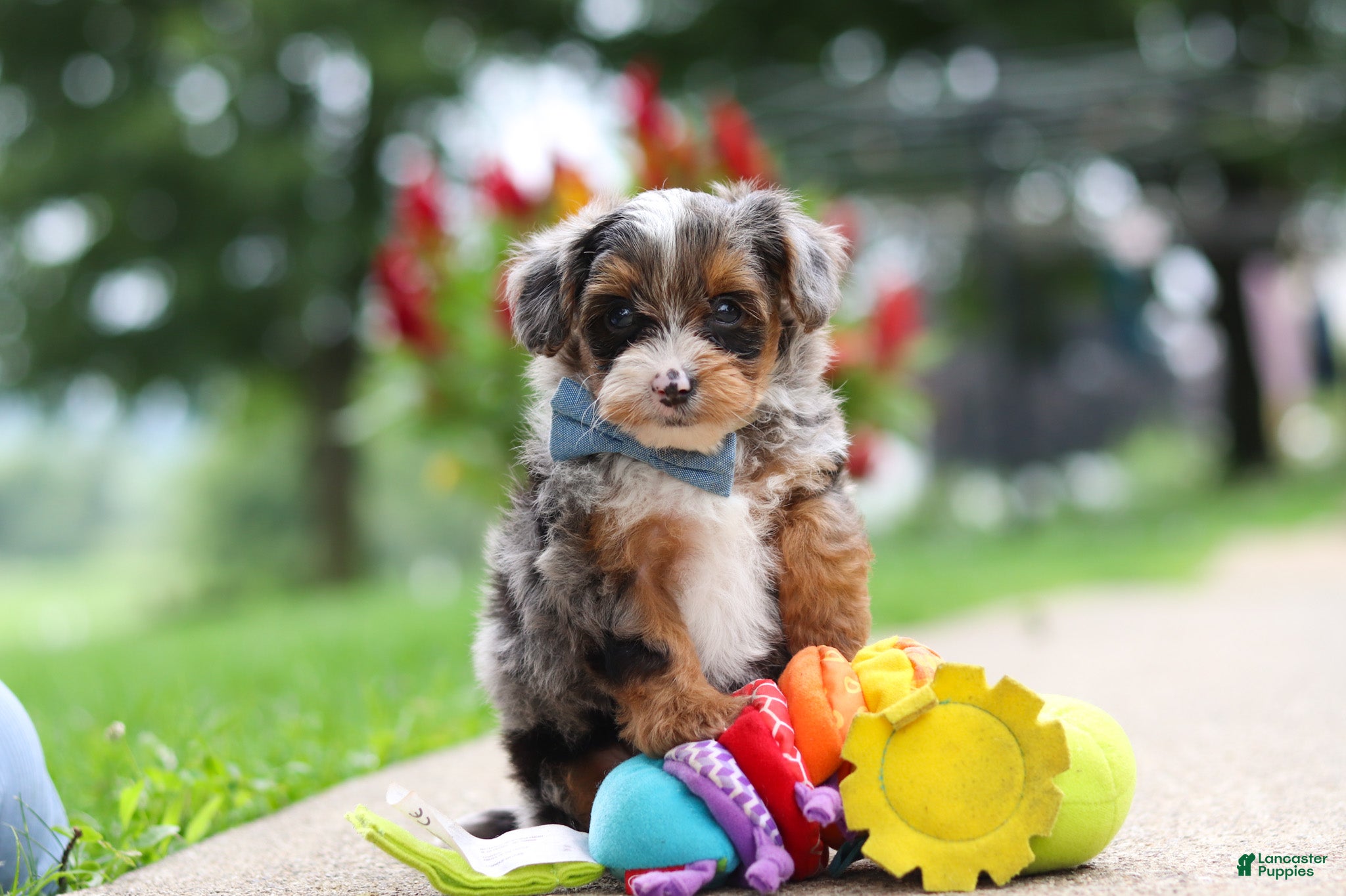 Yorkiepoo dogs Rave - Ad 1
