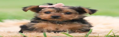 Mimi