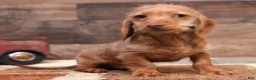 Miniature Dachshund dogs for sale: Benji red brindle smooth male - Ad 15