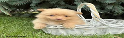 Pomeranian dogs for sale: Penny - Ad 3