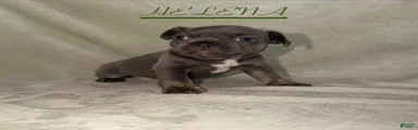 French Bulldog 4