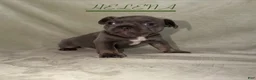 French Bulldog dogs for sale: French Bulldog 4 - Ad 1