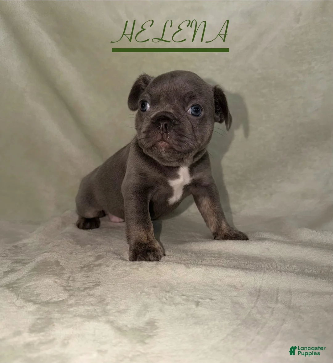 French Bulldog dogs for sale: French Bulldog 4 - Ad 1