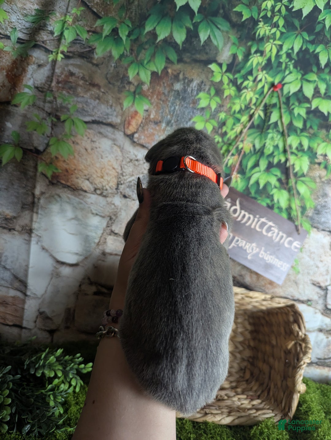 Great Dane dogs for sale: Legolas Blue Brindle Male Great Dane Puppy - Ad 5