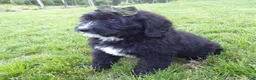 Bernedoodle dogs for sale: Tommy - Ad 5
