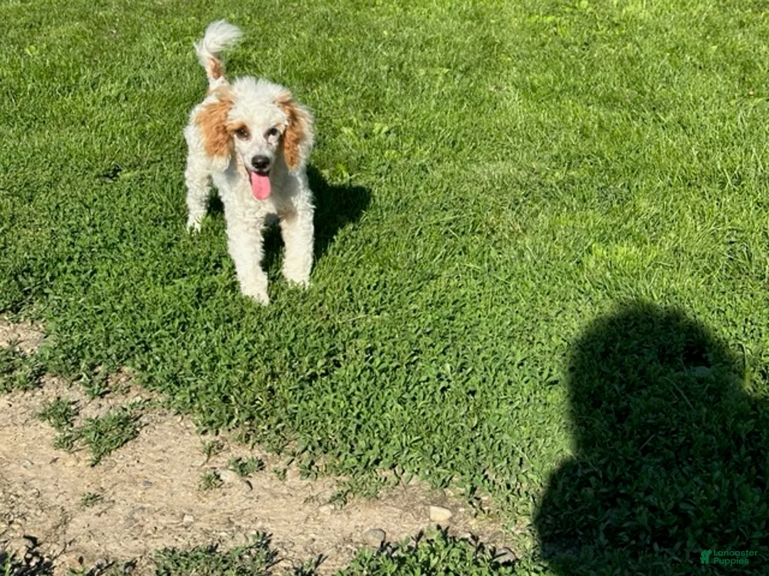 Standard Poodle dogs for sale: Leo - Ad 4