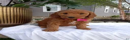 Mini Goldendoodle dogs for sale: Claire F1b - Ad 4