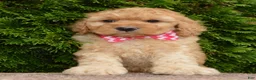Mini Goldendoodle dogs for sale: Mini Gigi - Ad 12