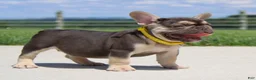 French Bulldog dogs for sale: Winston - Ad 3