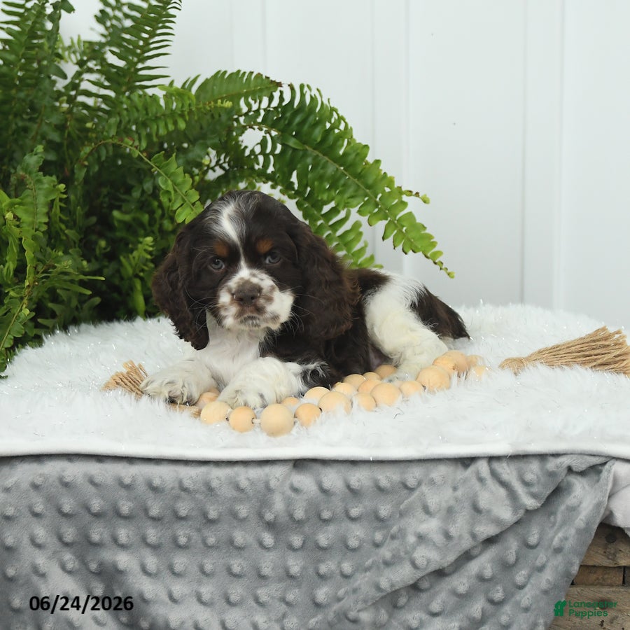 English Cocker Spaniel dogs Sarge - Ad 2