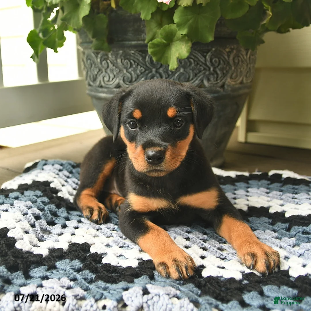 Rottweiler dogs for sale: Mocha  - Ad 3