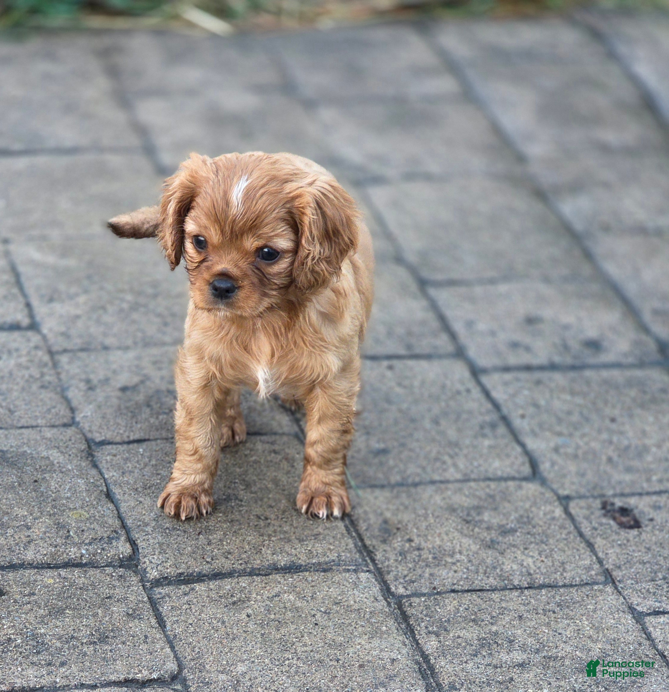 Mixed Breed dogs Mixed Breed Puppy 3 - Ad 41