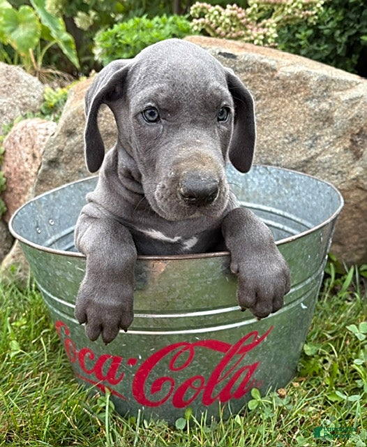 Great Dane dogs Ellie - Ad 1
