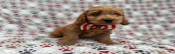 Cockapoo dogs for sale: Pete - Ad 6