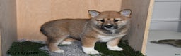 Shiba Inu dogs for sale: Asher - Ad 2