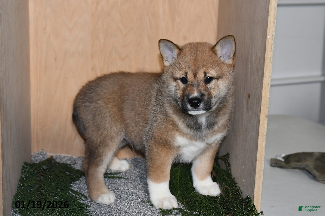 Shiba Inu dogs for sale: Asher - Ad 2