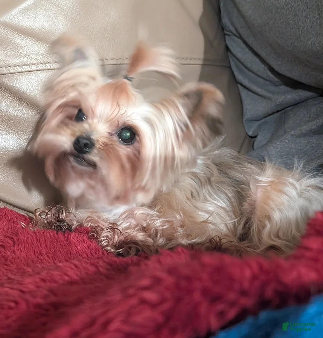 Yorkshire Terrier dogs for sale: Yorkshire Terrier Puppy 2 - Ad 2
