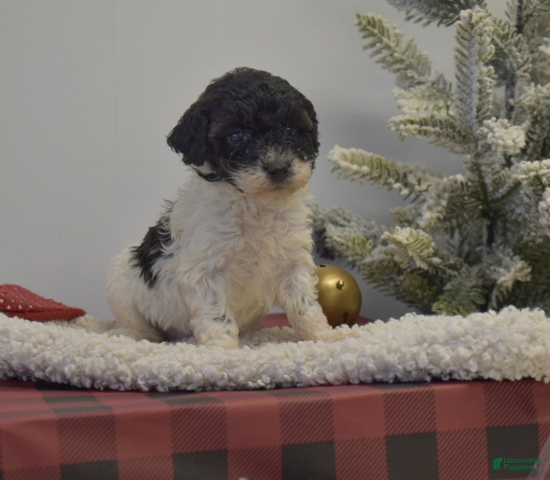 Miniature Poodle dogs for sale: Mylah - Ad 4