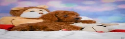 Cavapoo dogs for sale: Dixie - Ad 8
