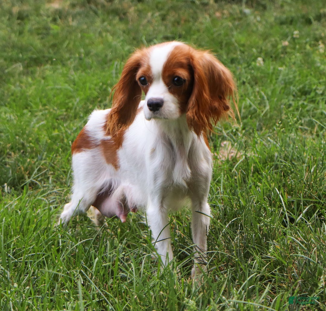 Cavapoo dogs for sale: Jewel - Ad 9