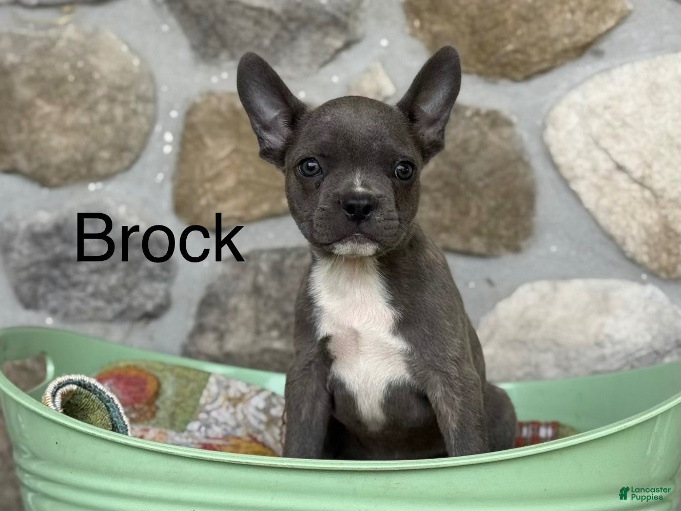 Frenchton dogs for sale: Brock - Ad 2