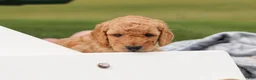 Mini Goldendoodle dogs for sale: Tyrone - Ad 5