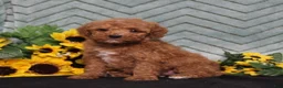 Miniature Poodle dogs for sale: Yetta - Ad 3