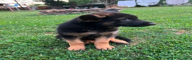 German Shepherd 2