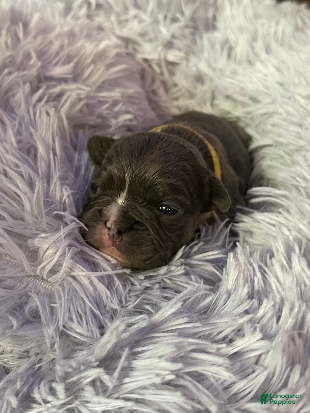 French Bulldog dogs for sale: Armani - Ad 7