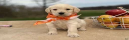 Labradoodle dogs for sale: Cannellini (Boy) - Ad 5