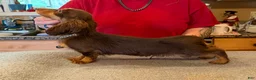 Miniature Dachshund dogs for sale: Russian AKC boy - Ad 4