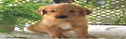 Golden Retriever dogs for sale: Goldie - Ad 3