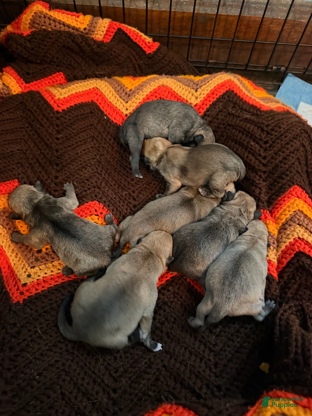 Mixed Breed dogs for sale: Chug 7 - Ad 1