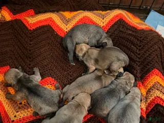 Mixed Breed dogs Chug 7 - Ad 10