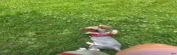 Yorkshire Terrier dogs for sale: Yorkshire Terrier 2 - Ad 2