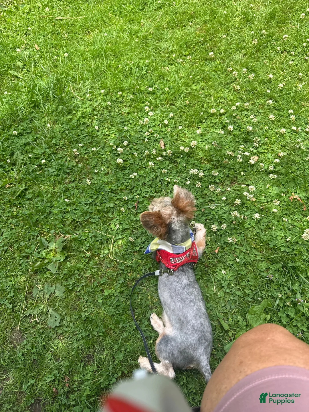 Yorkshire Terrier dogs for sale: Yorkshire Terrier 2 - Ad 2