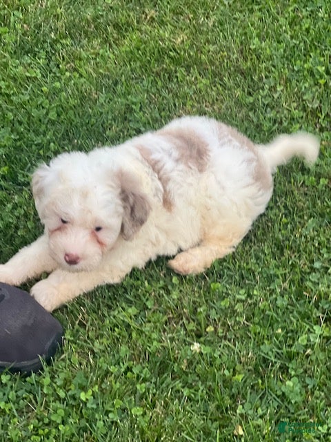 Aussiedoodle dogs Fizz Mini Aussiedoodle  - Ad 2