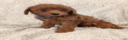 Miniature Poodle dogs for sale: Brody - Ad 13
