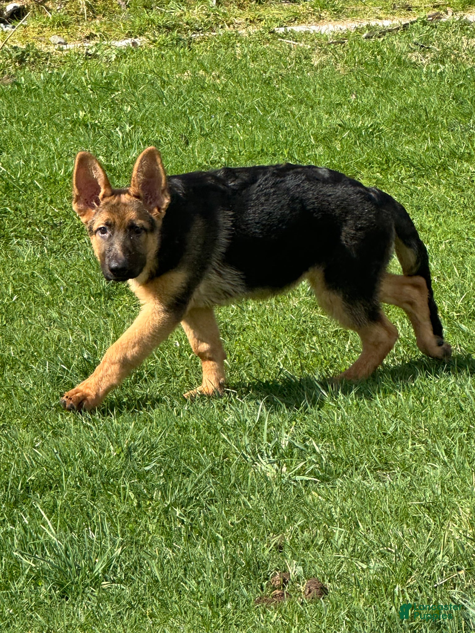 German Shepherd dogs German Shepherd Puppy 2 - Ad 25