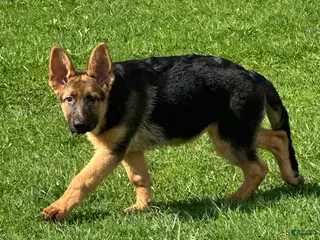 German Shepherd dogs German Shepherd Puppy 2 - Ad 25