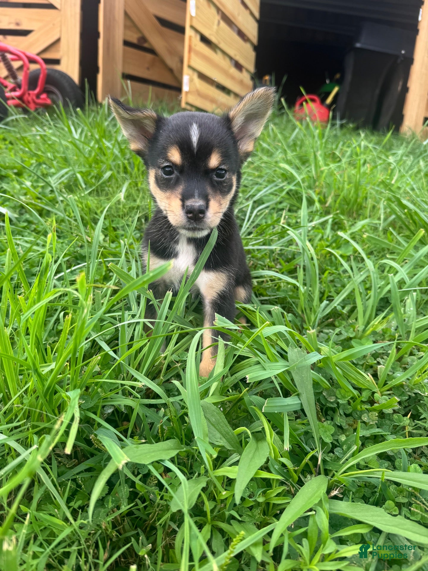 Mixed Breed dogs Mixed Breed 1 - Ad 9
