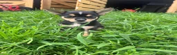 Mixed Breed dogs for sale: Mixed Breed 1 - Ad 1