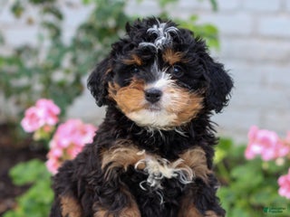 Mini Bernedoodle dogs - Ad 27