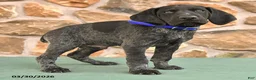 German Shorthaired Pointer dogs for sale: Elmo - Ad 3