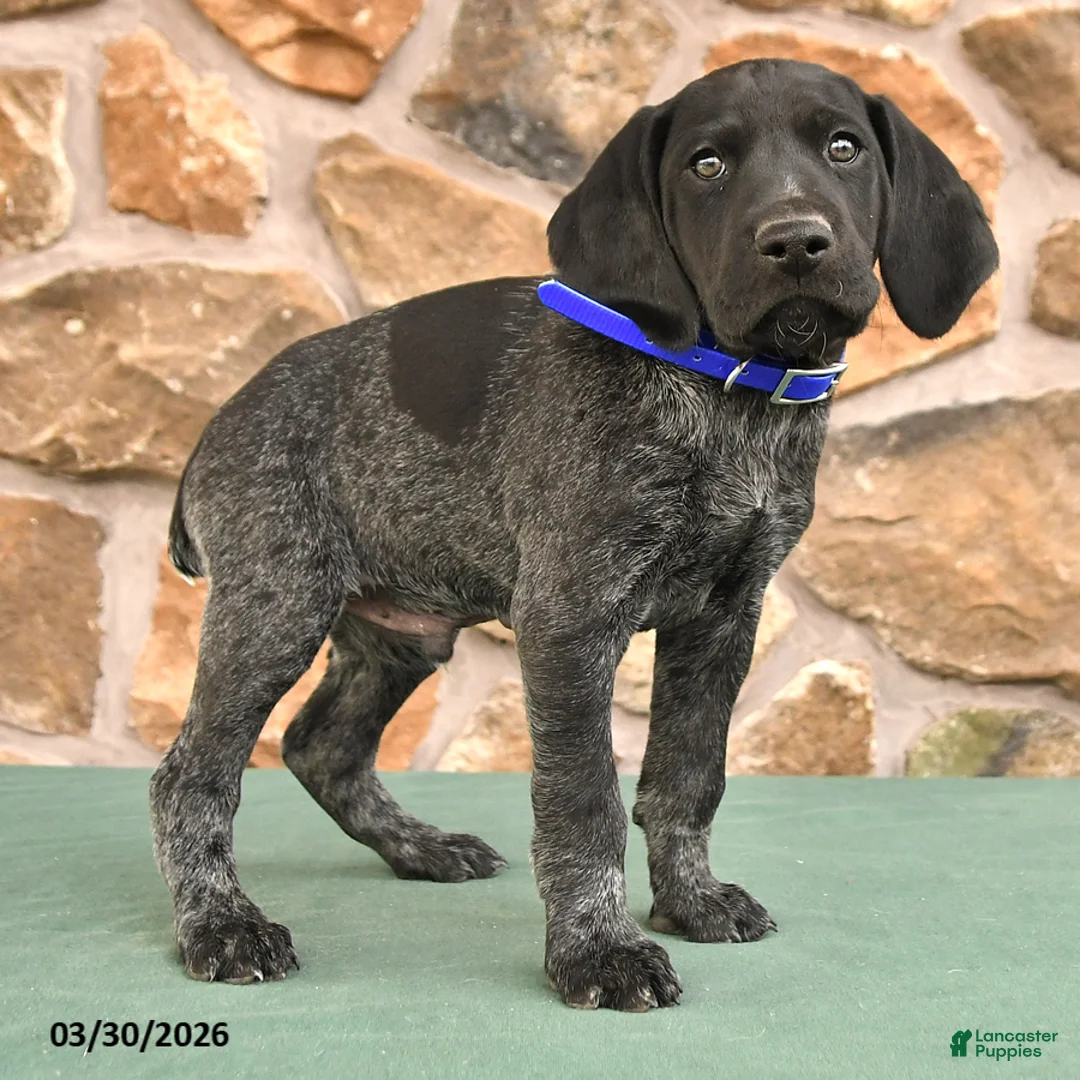 German Shorthaired Pointer dogs for sale: Elmo - Ad 3