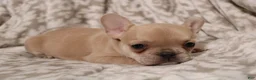 French Bulldog dogs for sale: Lily - Ad 11