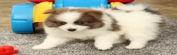 Pomeranian dogs for sale: Max - Ad 7