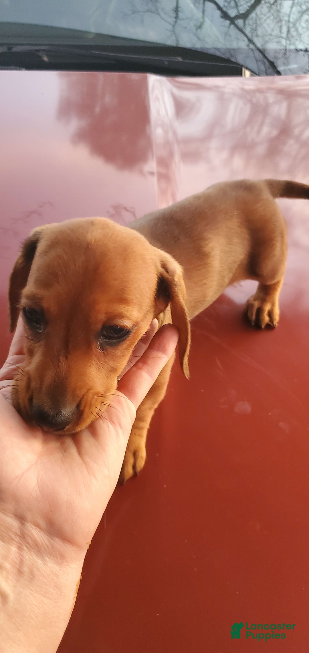 Dachshund dogs for sale: Jolly - Ad 10